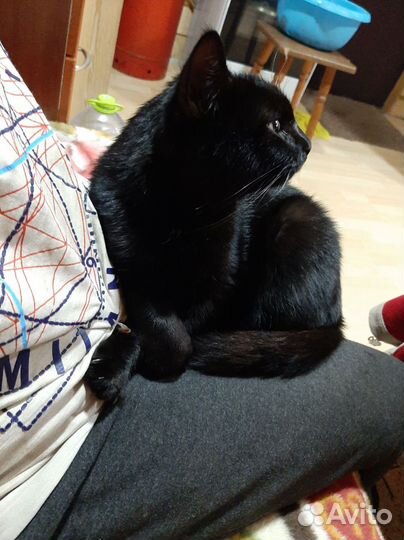 Котик