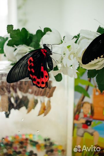 Ферма бабочек с куколками Челябинск