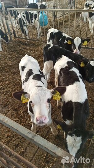 Телята бычки мясные