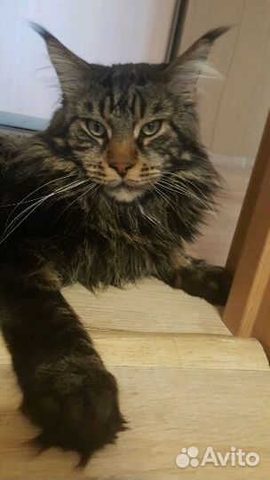 Мейн Кун Boss. Вязка