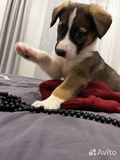 Милейшие щенки ждут родителей