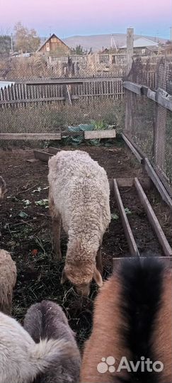 Сельхоз животные