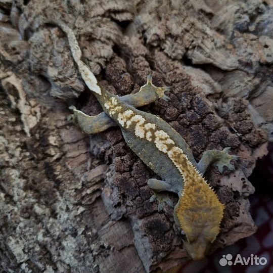 Геккон бананоед самки и самцы