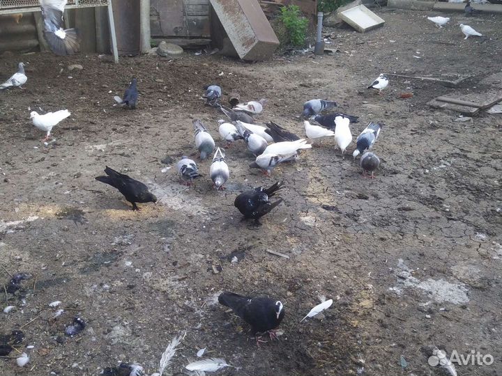 Продам широкохвостых голубей