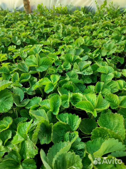 Рассада клубники