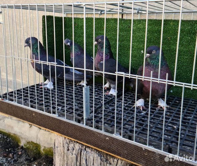 Продаётся птица