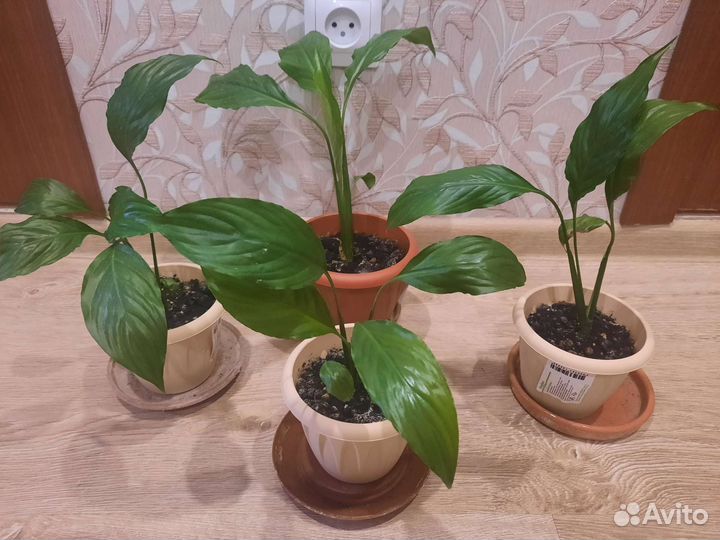 Спатифиллум