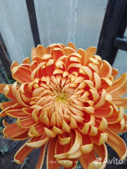 Хризантема