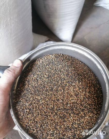 Семена люцерны массовая репродукция