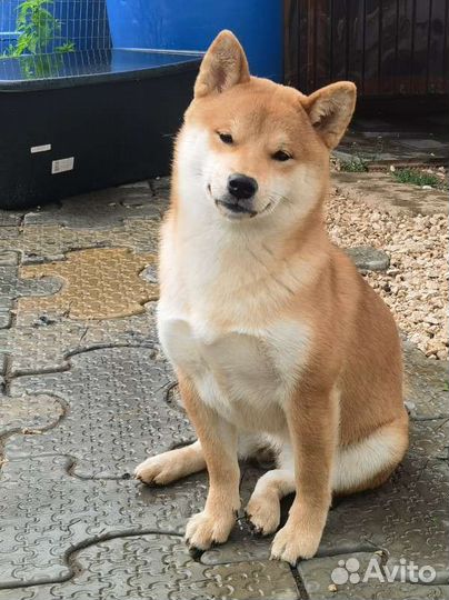 Сиба - ину