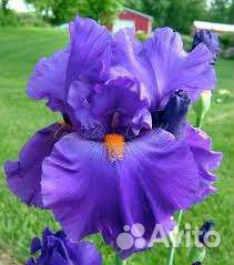 Гейлардия, флокс, астра, тимьян