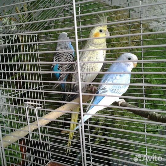 Волнистые попугаи. Птенцы