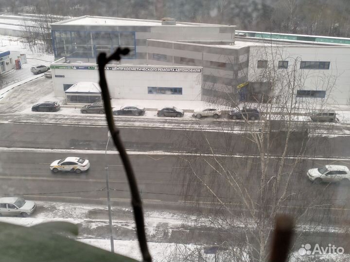 4 орхидеи,взрослые