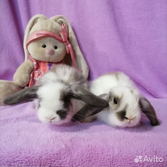 Декоративные и карликовые крольчата