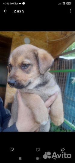 Щенок в добрые руки