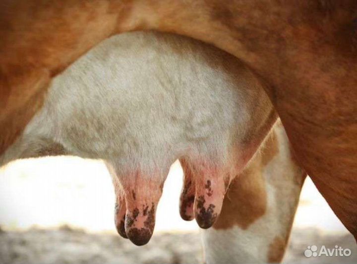 Вымя коровье