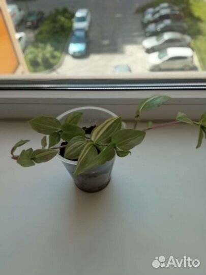 Любой цветок по одной цене