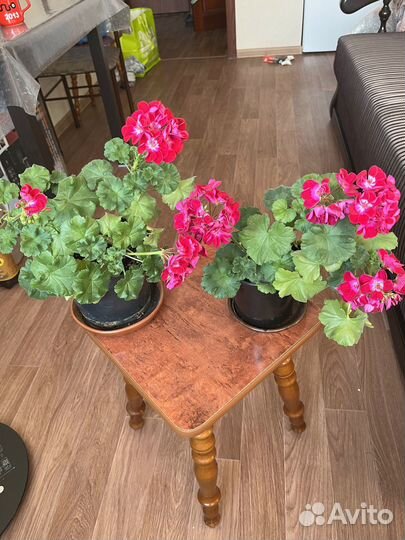 Домашние цветы