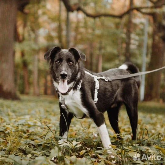 Бади в поисках дома малыш грустит в приюте