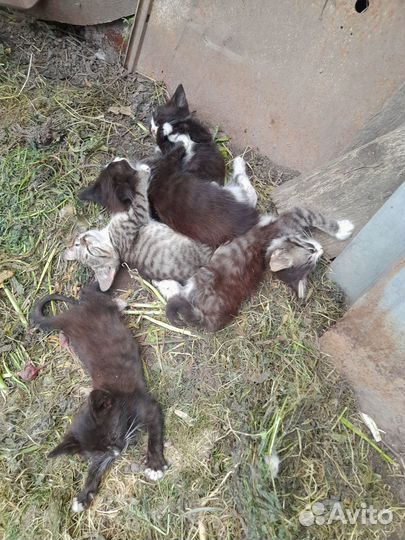 Отдам котят в добрые руки