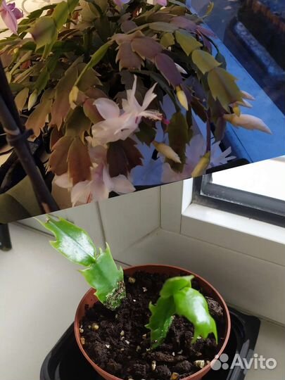 Комнатные цветы хойя,декабрист,фиалка,хлорофитум