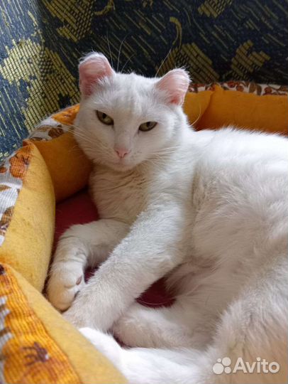 Айна ищет дом