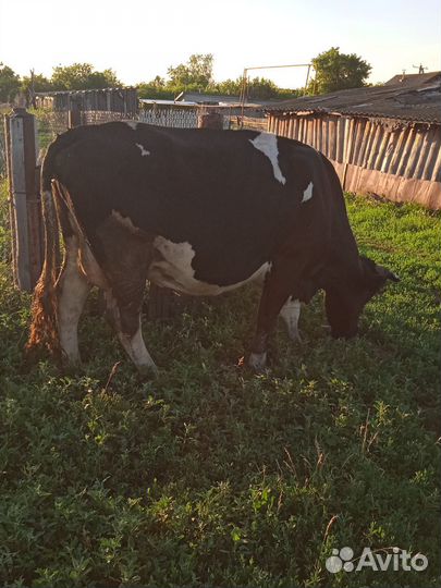 Продажа крс