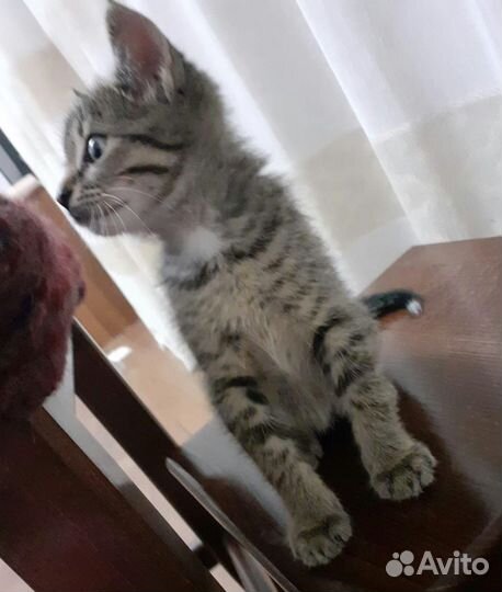 Котенок в добрые руки