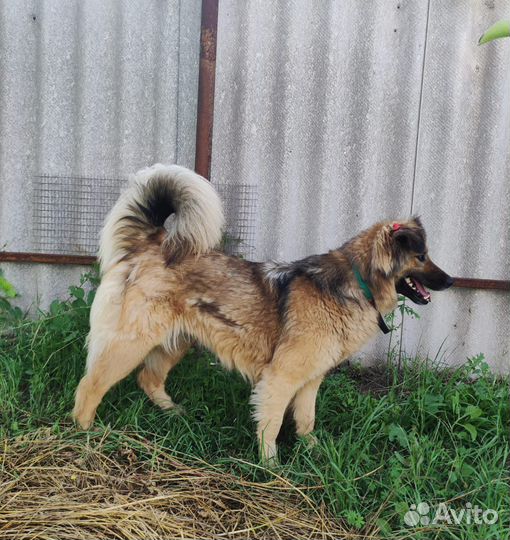 Собачка Лайма ищет дом