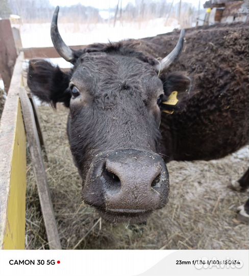 Корова стельная