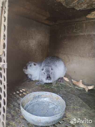 Нутрии на племя