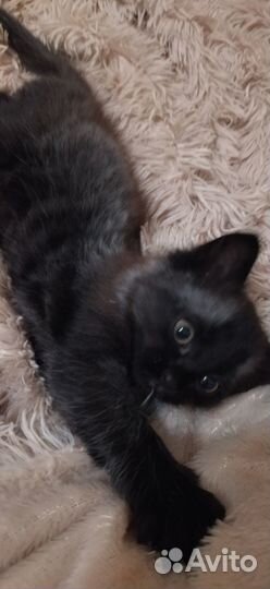 Отдам котика