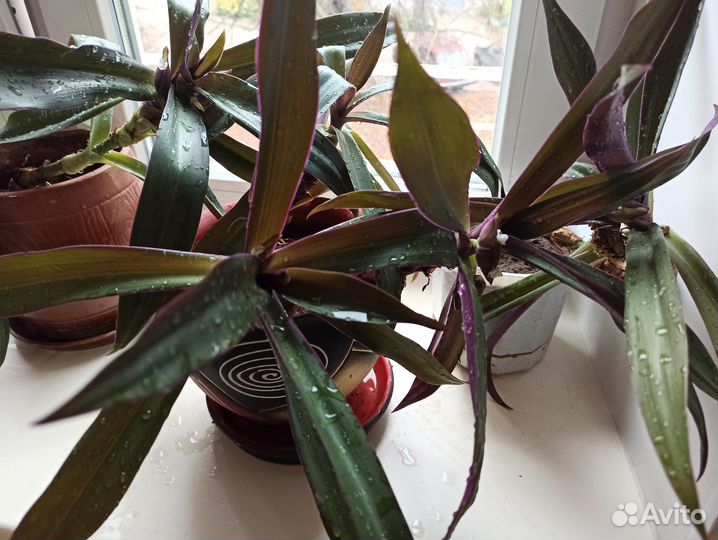 Традесканция