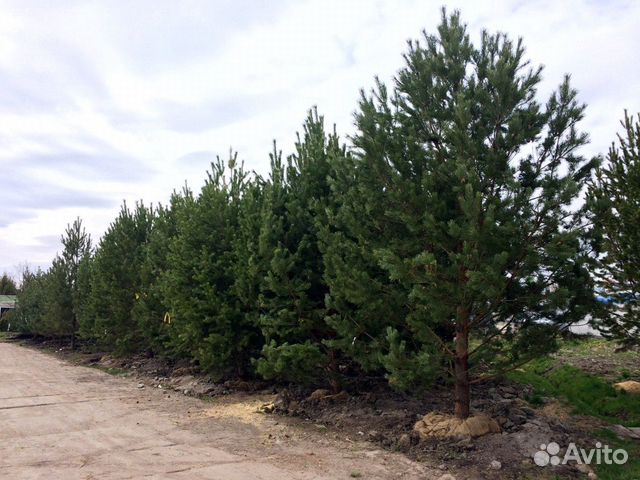 Высокая сосна на участок