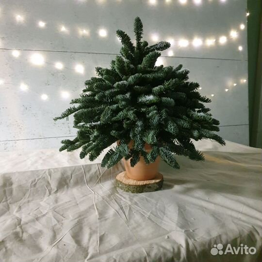 Елка новогодняя живая