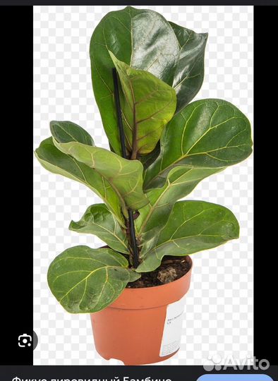 Фикус лировидный