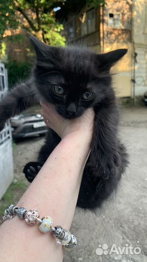 Котенок в дар