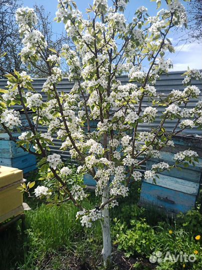 Мёд цветочный