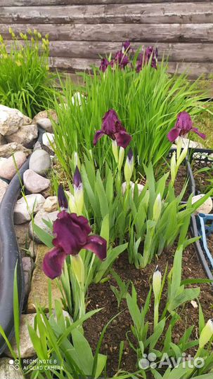 Ирисы бородатые