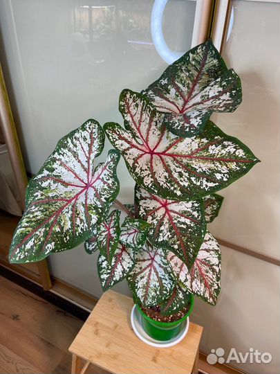 Caladium Tapestry