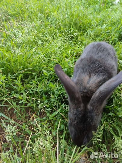 Кролики 3 месяца