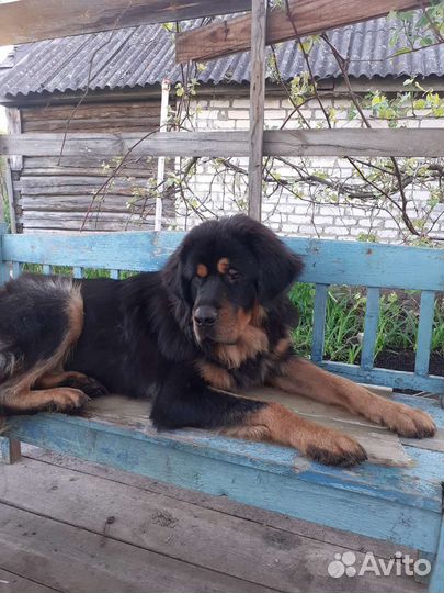 Тибетский мастиф вязка