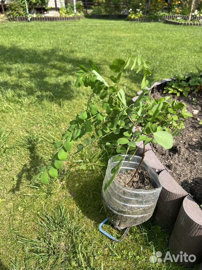 Саженцы акации белой (робиния)