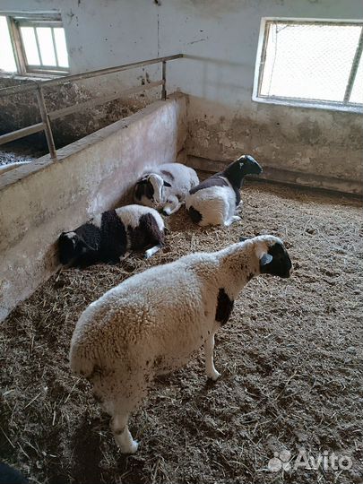 Бараны дорперы F1