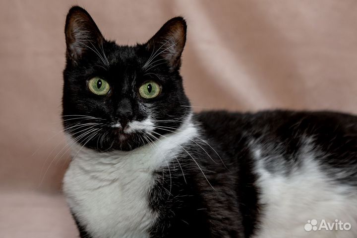 Глаша ищет дом