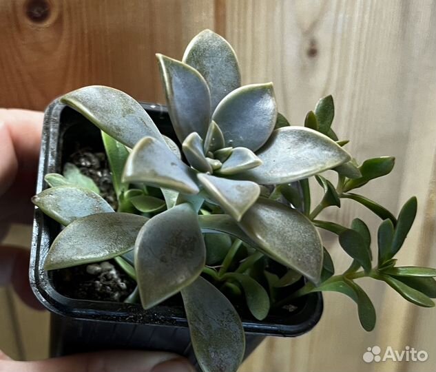 Суккуленты набор