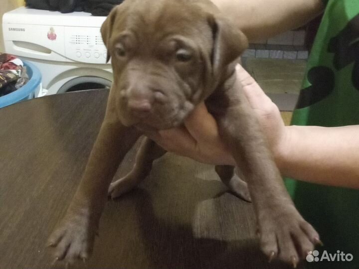 Щенки стаффорда