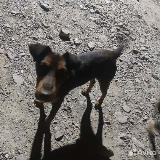 Щенок в добрые руки