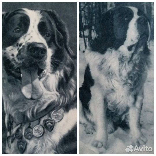 Открытки - собаки СССР
