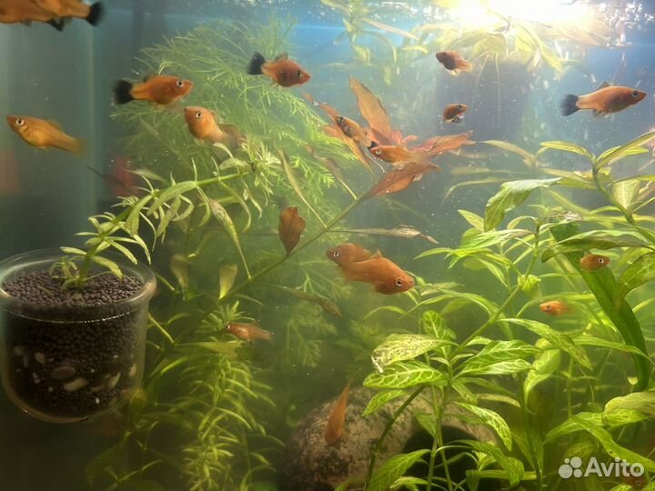 Аквариумные рыбки меченосцы